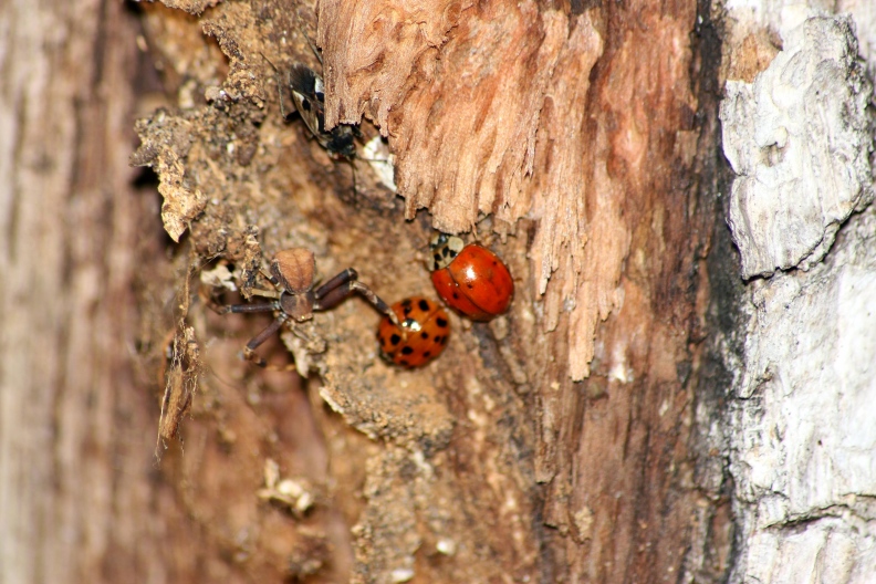 Nuctenea cf. umbratica, Pistius truncatus,Clubiona, Pardosa